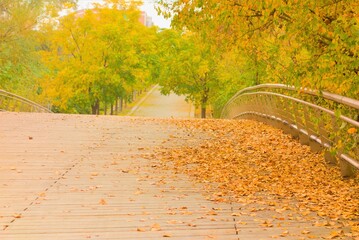 bridge in autumn in the park with trees and orange leaves, bridge, road, soft, color, 