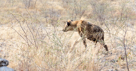 A spotted  hyena hunting in the savannah