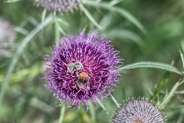 Beetle on top of Cirsium eriophorum