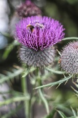 Beetle on top of Cirsium eriophorum