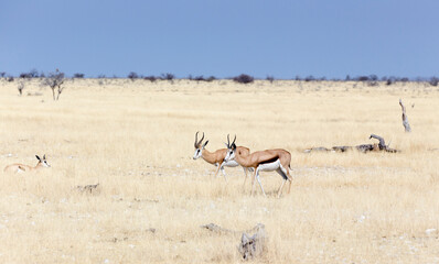 View of  Antidorcas marsupialis antelopes in savannah