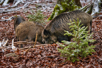 Wildschwein Eber Rudel beim Fressen im Wald im Winter	