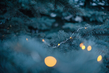 Spruce branches, Christmas tree, spruce branches close-up
