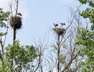 View of two stork nests with birds