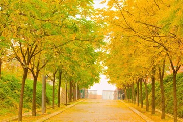 autumn alley in the park with colorful trees on the sides, park, trees, autumn, yellow, dreamy, vintage