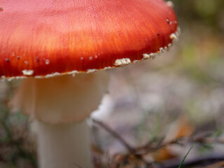 fly agaric mushroom