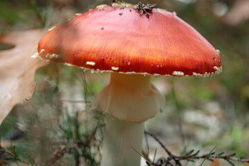 red mushroom in the forest