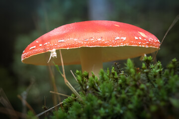 fly mushroom in forest