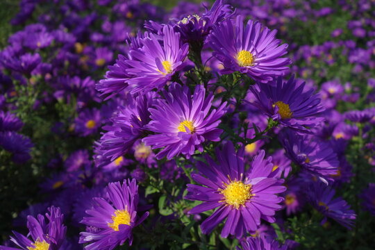 Aster amellus