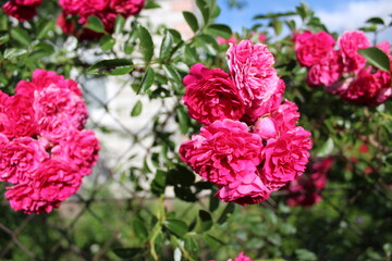 inflorescences of a red climbing rose on the background of a fence made of mesh and green leaves 