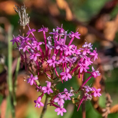 Fleurs en macro