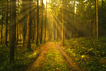 Beautiful green forest with sun rays coming through trees