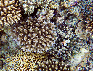 Naklejka na ściany i meble The wonderful coral reef in Togian islands