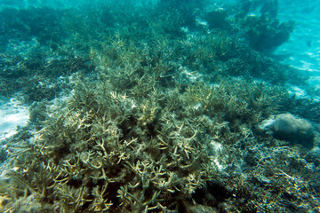 Fototapeta na wymiar A view of coral reef in the sea