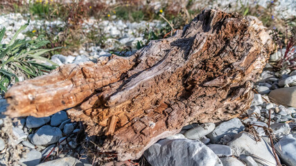 souche d'un tronc d'arbre mort