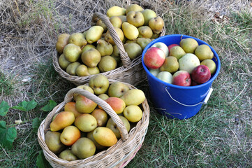 freshly harvested ripe  different organic apples and pears in the vegetable garden,  view directly below