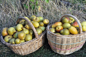 freshly harvested ripe  different organic  pears in the vegetable garden