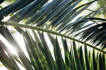 Obraz na płótnie Canvas palm leaves in the sun