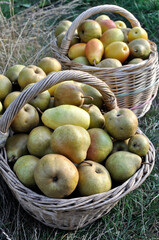 freshly harvested ripe  different organic  pears in the vegetable garden
