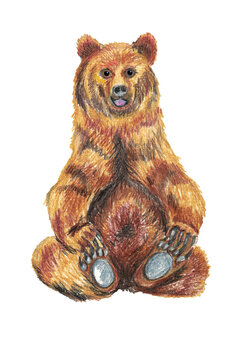 Brown bear drawing with crayons on white paper