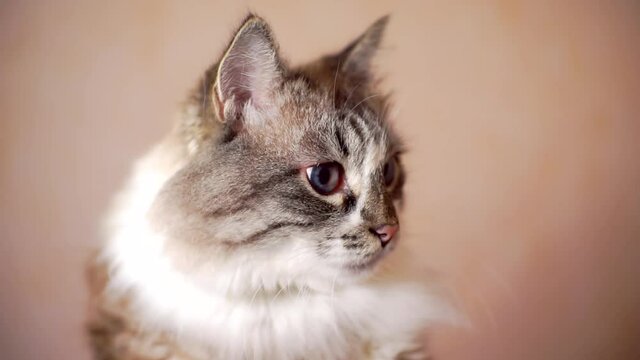 cute pet. adult fluffy blue-eyed cat. close-up portrait. shallow depth of field