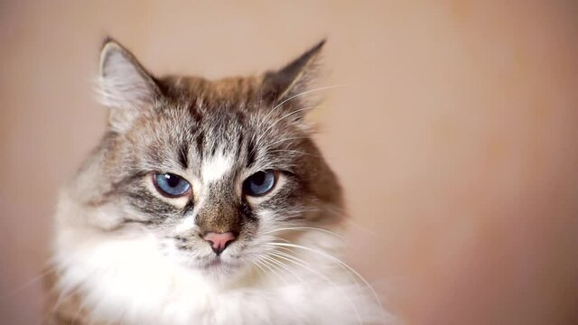 cute pet. adult fluffy blue-eyed cat. close-up portrait. shallow depth of field