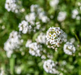 Fleurs en macro