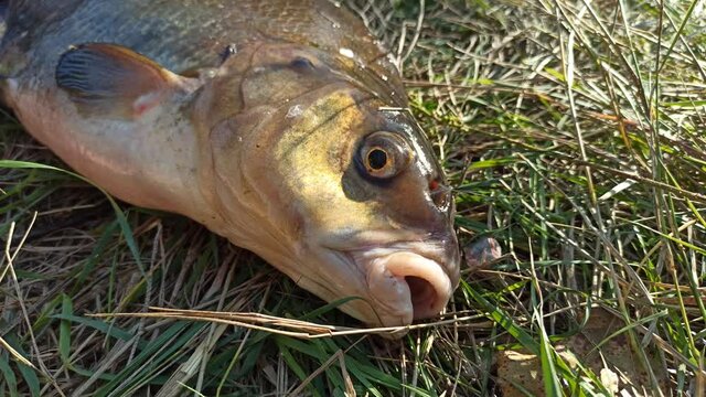 Head of the fish swallowing air. Head of bream on land. Caught fish. Fishing trophy. Fish head close up. Macro of big fish with opened mouth