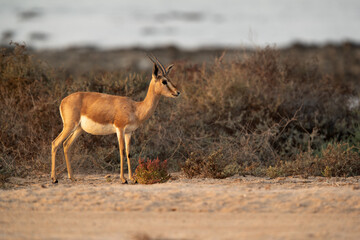 Arabian Reheem Gazelle at Hawar island of Bahrain