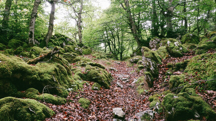 Obraz premium Hayedo