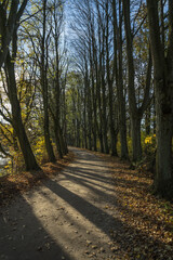 Naklejka premium little road at fall season 
