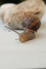 Land snail in a shell