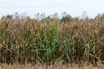 field of corn, maize being cut