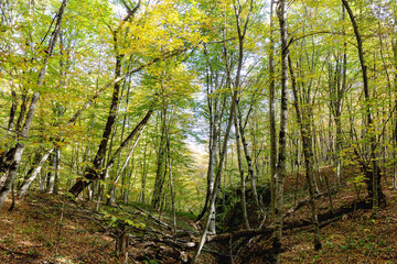 Obraz premium Autumn forest in a nature Park on a Sunny day, fallen yellow leaves covered the entire space under the trees.