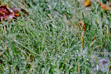 Natural background from the green grass in ice