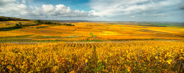 Beautiful yellow champagne vineyard near Reims, France - 394439111