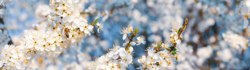 Springtime background blossom branches blurred background banner