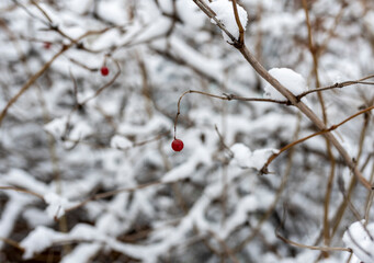 winter landscape in a city park after the first snow at the beginning of winter