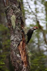 Pileated Woodpecker on tree