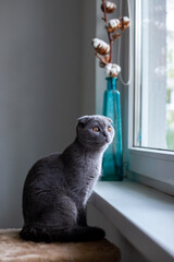 Scottish fold cat looking out the window