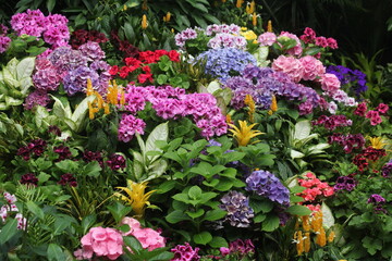 Fototapeta na wymiar Colorful Garden Flowers 02