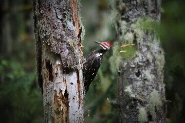 woodpecker in action - obrazy, fototapety, plakaty
