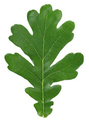 Green oak leaf isolated on a white background. Top view.