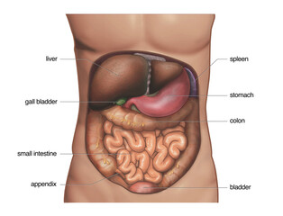 Anatomy of the abdomen