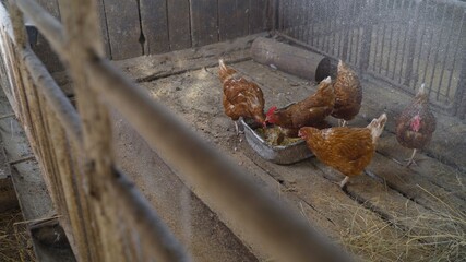Colorful chickens under the tree. Beautiful brown hen in the chicken coop. Private chicken coop with wood imitation.