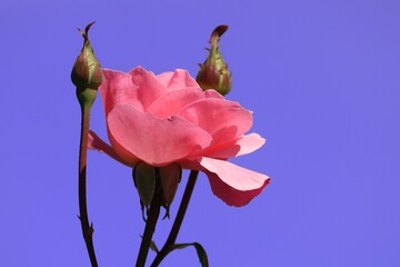 Rosenblüte mit Knospen