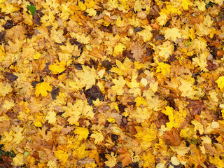 close-up of maple leaves forming a yellow pattern perfect as background