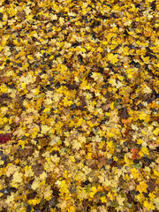 Autumn background of yellow maple leafs