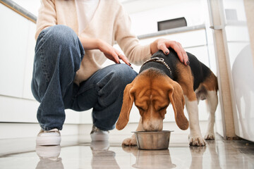 Dog wrinkles the skin while eating