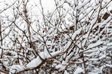first snow on bushes and trees with red berries